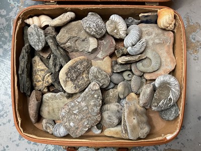 Lot 74 - Leather case of fossils