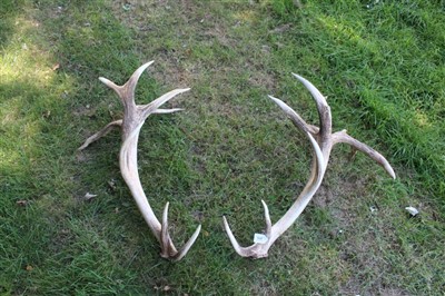 Lot 855 - Impressive pair of 10-point antlers
