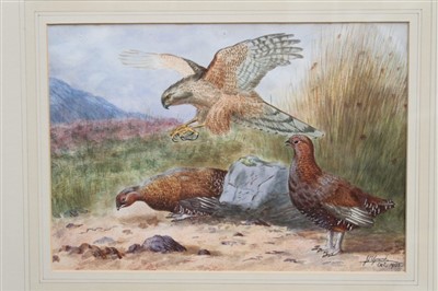 Lot 902 - J. A. Grant Edwardian watercolour and gouache - a hen harrier attacking grouse in Highland...