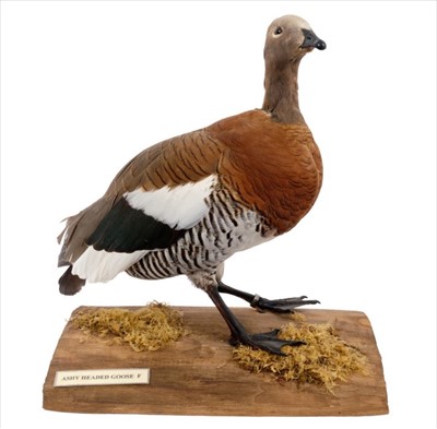 Lot 72 - Ashy headed Goose
