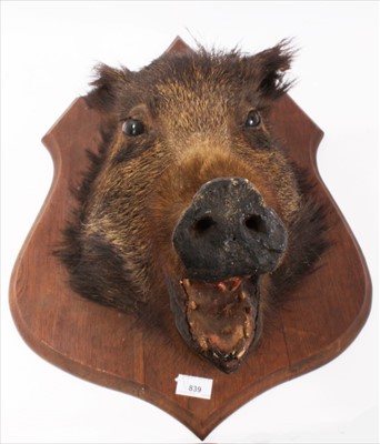 Lot 395 - Boars head with open mouth on shield shaped wooden wall mount