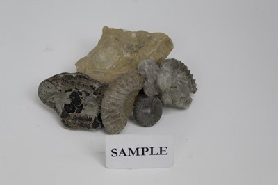 Lot 2029 - Large quantity of fossils mainly Jurassic coast