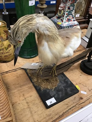 Lot 25 - Taxidermy Squacco Heron