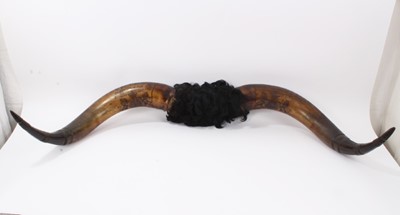 Lot 41 - Fine Pair of Victorian Royal cow horns