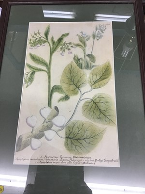 Lot 347 - Johann Weinmann - Late 19th C. Sycomorus Sycomore Icongrahpia engraving
