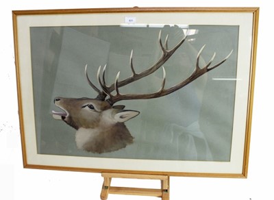 Lot 112 - 20th century English School watercolour - A Stag, indistinctly signed, in glazed frame, 50cm x 75cm