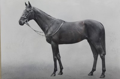 Lot 305 - Black and white photograph of a Horse 'Earache' mounted in glazed frame by W.W. Rouch & Co