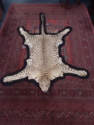 Lot 956 - Early 20th century leopard skin rug with full head mount