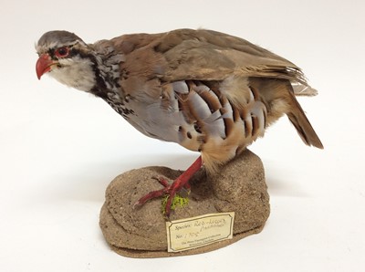 Lot 937 - Red-Legged Partridge on naturalistic base and a Crow on perch