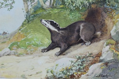 Lot 175 - Harold Gresley (1892-1967) watercolour - A Badger, signed, unframed, 29cm x 40cm
