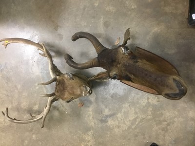 Lot 221 - Taxidermy hartebeast together with a deer head