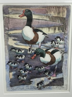Lot 1024 - Peter Partington, contemporary, signed artists proof hand-coloured etching - Shelduck Family, in glazed frame, 28cm x 22cm