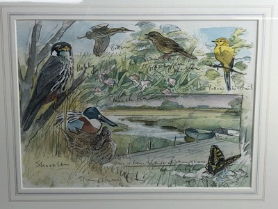 Lot 1028 - Peter Partington, contemporary, pencil and watercolour illustration - Birds and Marshes from 'Birds of Hickling Broad', signed and inscribed, in glazed gilt frame, 26cm x 36cm