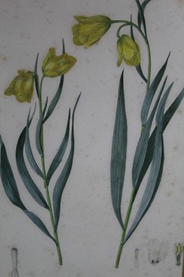 Lot 555 - Two good 19th century botanical watercolours