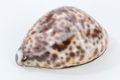 Lot 521 - Early Victorian cowrie shell snuff box with white metal mounts and original inscription