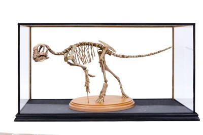 Lot 373 - Very scarce and fine example of a juvenile Psittacosaurus ('parrot lizard') dinosaur