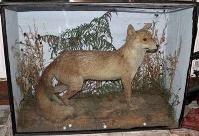 Lot 1645 - Taxidermy - an early 20th century glazed case containing a Fox in naturalistic setting, 97cm wide x 73cm high x 38cm deep (moth damaged)