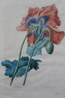 Lot 241 - After Redoute by Langlois, two hand coloured engravings circa 1820s and one other