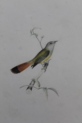 Lot 1312 - Harold Martel Miller (1865-961), watercolour of an bird