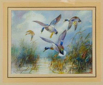 Lot 1190 - William E. Powell (1878 - 1955), watercolour - mallards coming in, entitled - 'Pitching', signed, in glazed frame, 22cm x 28cm