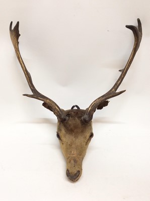 Lot 905 - Fallow Deer head for wall mounting. Total length 78cm