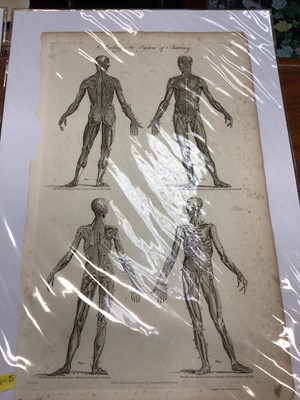 Lot 34 - Three 18th century Anatomical engravings