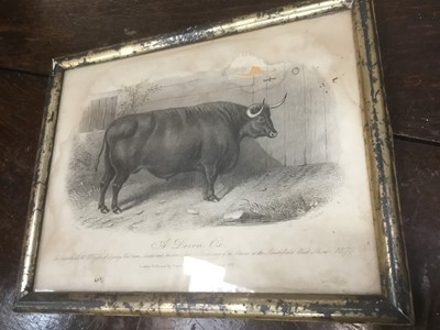 Lot 268 - Good decorative set of ten 19th century engravings of cattle, 15 x 20cm, in glazed silvered frames