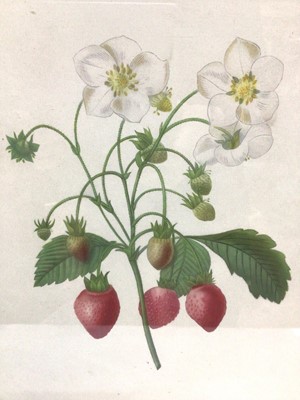Lot 176 - Pair of Redoute coloured botanical prints, in glazed oak frames, 37cm x 29cm
