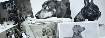 Lot 1511 - Pamela Chandler (1928-1993) good collection of portrait photographs of pedigree dogs and related material