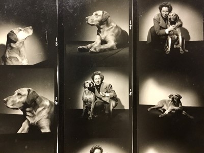 Lot 1512 - Pamela Chandler (1928-1993) Very large archive of photograph proofs and negatives of pedigree dog and cat subjects