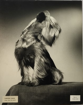 Lot 1514 - Vintage series of Pamela Chandler (1928-1993) exhibition photographs of pedigree Dogs