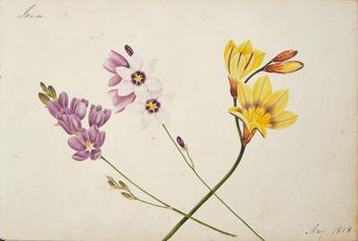 Lot 705 - Fine Regency botanical album