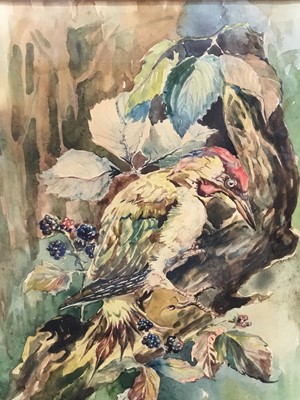 Lot 165 - Basil Ede (1931-2016) watercolour - a green woodpecker, signed, 28cm x 21cm, in glazed gilt frame  
NB: this is likely an early left handed work shortly after his stroke in 1989