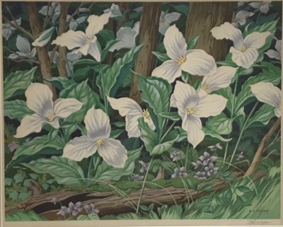 Lot 64 - Albert Joseph Casson (1898-1992), colour print - White Trillium, signed