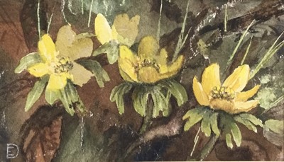 Lot 20 - Evangeline Dickson (1922-1992) watercolour - flowers, together with another watercolour of flowers