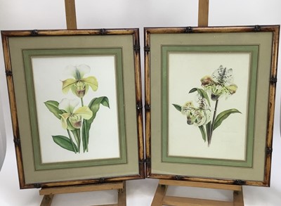 Lot 197 - Sara Pantelias, contemporary, pair of botanical watercolours, signed and tiled, 38cm x 28cm, in faux bamboo frames, together with another pair of botanical prints (4)