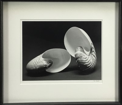 Lot 196 - Marc Stanes (b.1963) signed limited edition silver gelatin print - Two Shells, 1/5, 33cm x 42cm, in glazed frame 
Provenance: Jonathan Cooper, Park Walk Gallery
