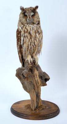 Lot 949 - Long Eared Owl Perched on dry tree stump on oval oak base