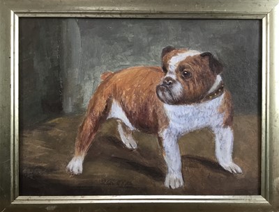 Lot 154 - English School, oil on board, 
A study of an English bulldog, in gilt 
frame. 15 x 19cm.