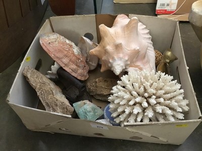 Lot 279 - Lot sea shells