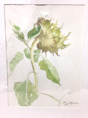 Lot 154 - Marcia Blakenham (b.1946) two watercolours - Botanical studies, signed an dated 2000 and 2001, 37cm x 27cm, mounted